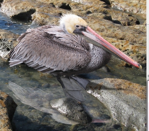 Creation of Bird: Step 14